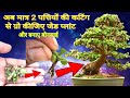            how to grow jade plant small cutting jadeplant