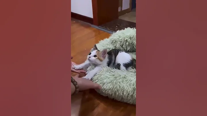 Video 11893621: cat funnycats cute, cat cutecat, cat cute funny