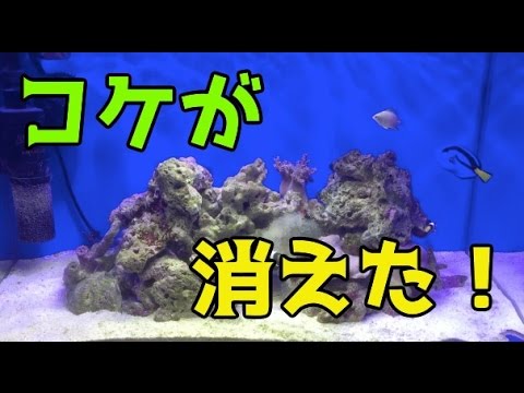 Tropical Fish How To Dramatically Reduce The Moss Youtube