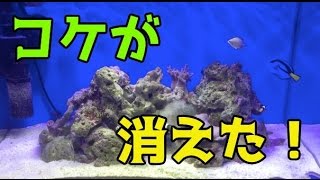 Tropical Fish How To Dramatically Reduce The Moss Youtube