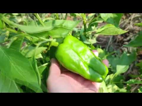 АБСОЛЮТНОЕ Плодородие почвы