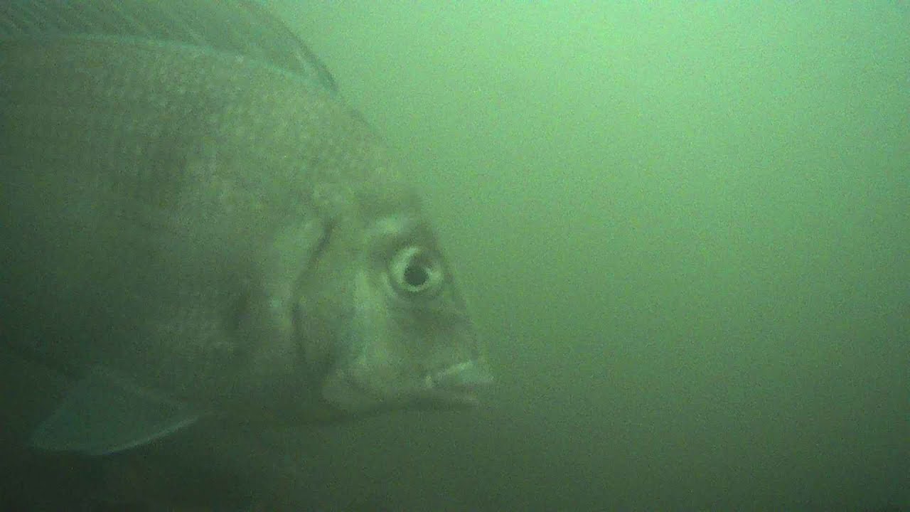 Underwater cam At Cross bay north channel Bridge and L.I.C Pier 9/14/2025