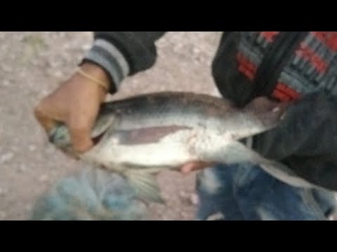 Unbelievable Cast Net Fishing Videos ICatching Lot of fish by cast net! Netfishing