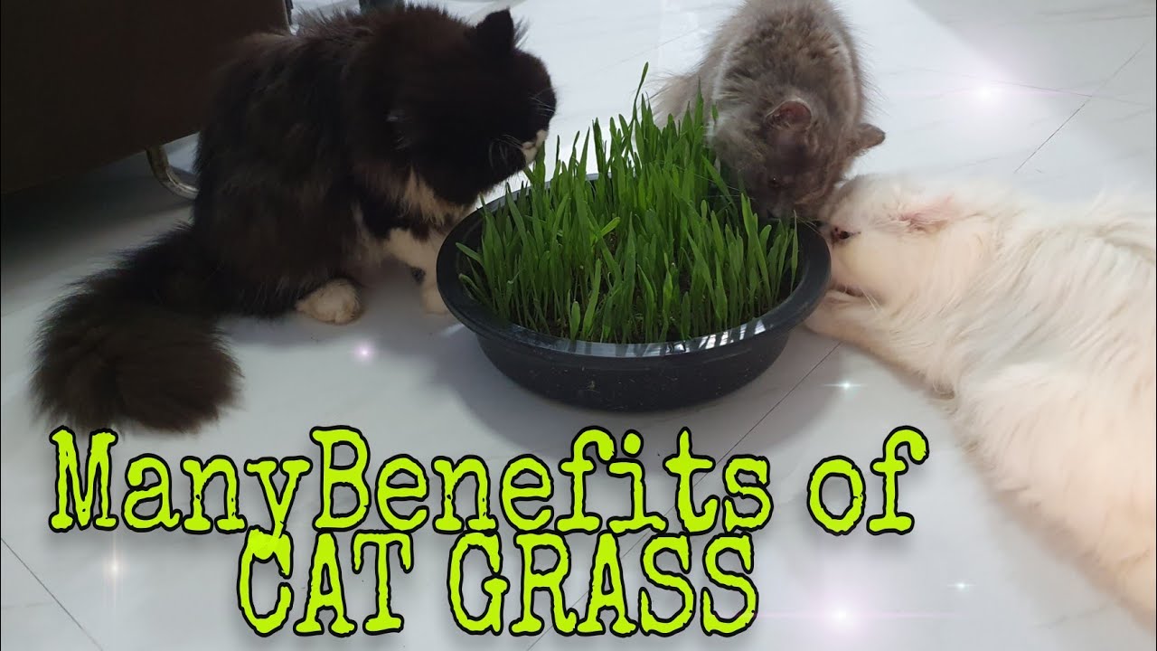 CAT GRASS FOR CATS/Many benefits of eating Cat grass. - YouTube