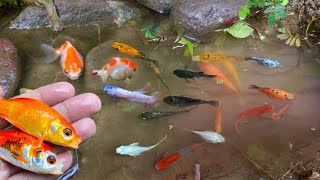 Catch ornamentalfish, koi fish, bettafish, colorfulfish  and millions of other animal by Arsha family 4,097 views 1 month ago 8 minutes, 49 seconds