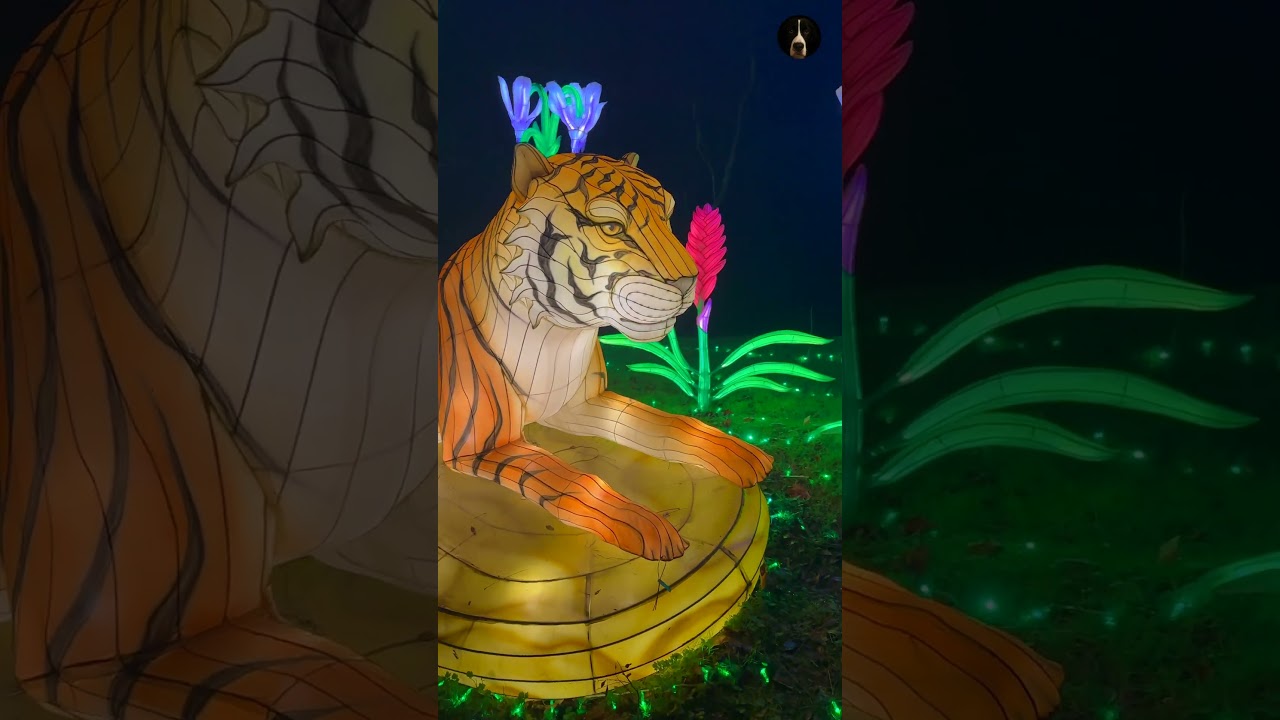 Winter Night Zoo Lights ❄️ Woodland Park Zoo After Dark