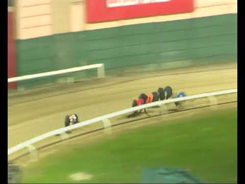 Wheeling Dog Track Race Results