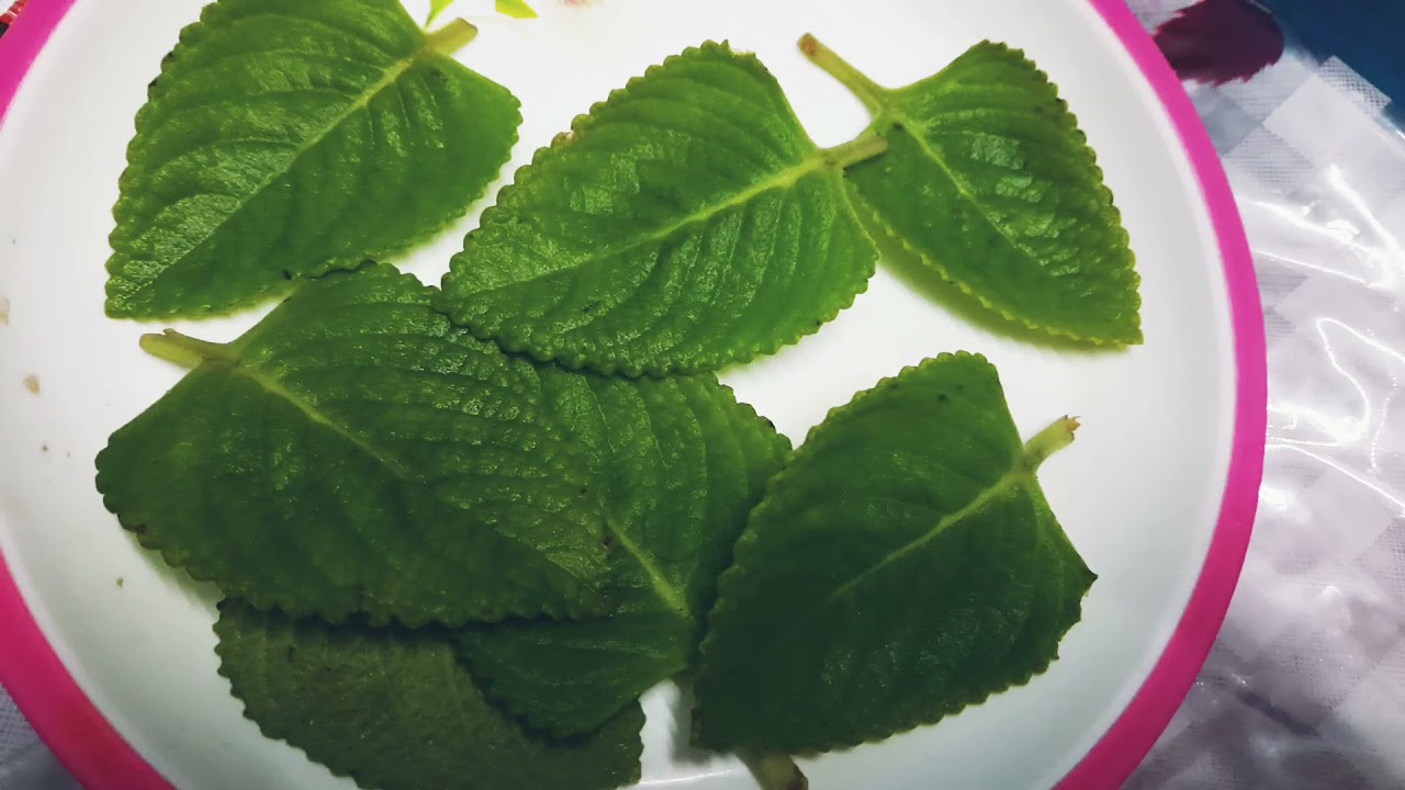 Mexican mint Recipe