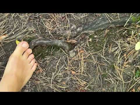 Barefoot walk in the forest 🌲👣🌲