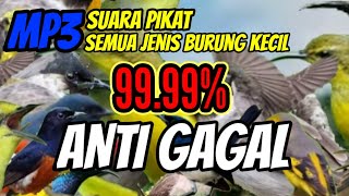 Anti Gagal Suara Pikat Semua Jenis Burung Kecil Paling Ampuh