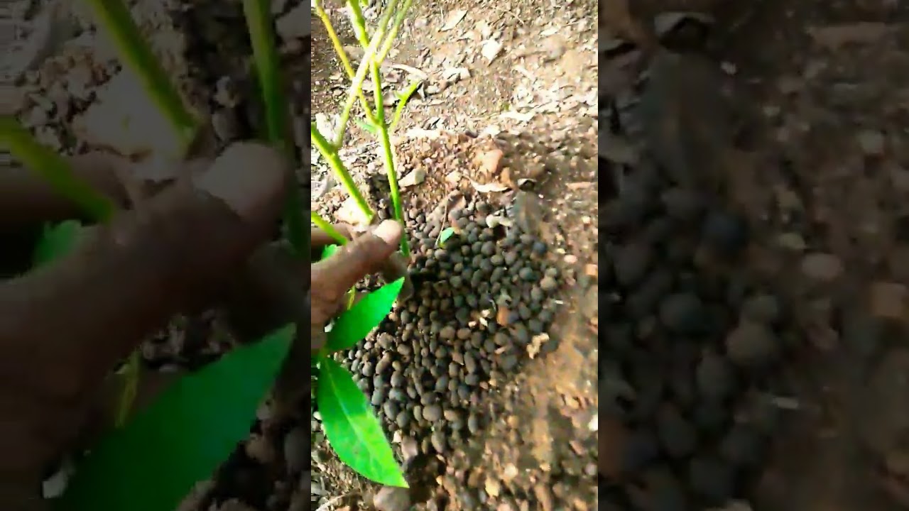 semal Kand  ki kheti