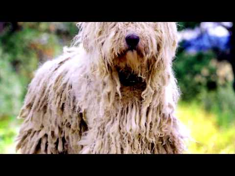 Порода собак. Командор.Царь венгерских ОВЧАРОК.Одна из крупнейших пород собак в мире