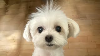 Download Lagu 이젠 친해져서 매일 같이 자자고 찾아오는 홀씨강아지 MP3