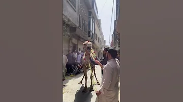 Camel Qurbani Video 2k25 Camel Qurbani Video Qurbanivideos 2025 