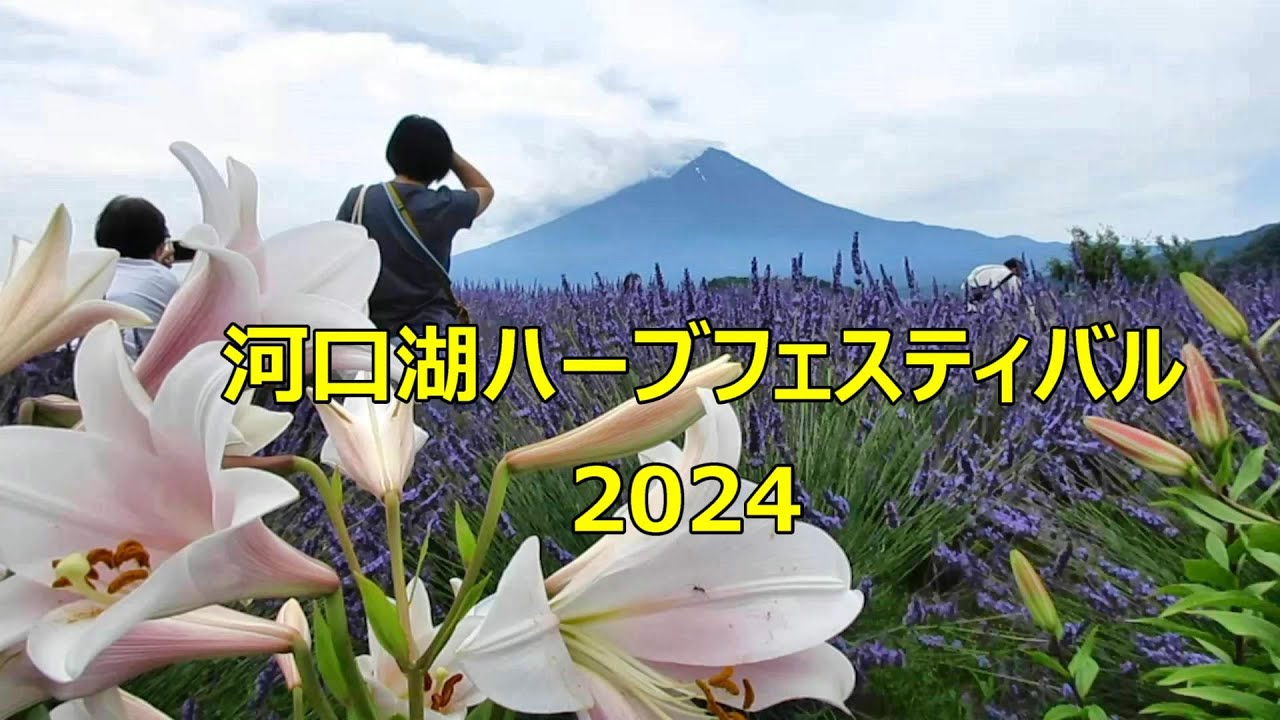 河口湖ハーブフェスティバル 富士山とラベンダー満開 大石公園 Kawaguchiko Herb Festival .Mount Fuji
