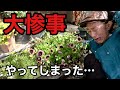 外に出した満開のペチュニアが一発で弱った。。。 【園芸超人カーメン君】