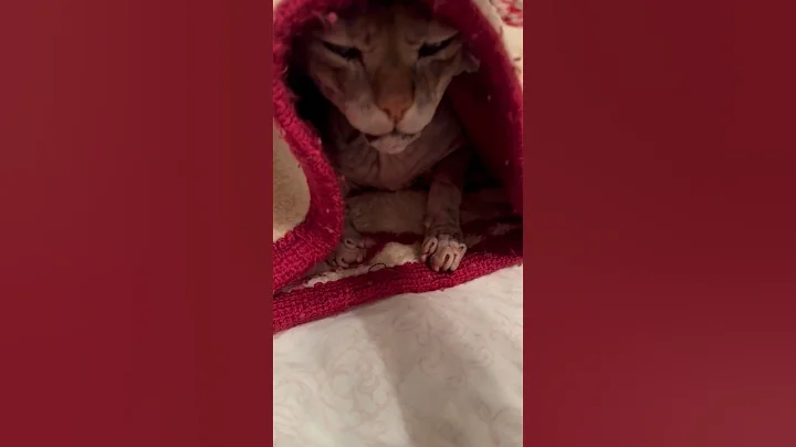 Watch the video about Nova’s Recovering ❤️‍🩹😻