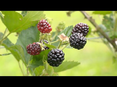 Vídeo: Como Coletar E Colher Amoras Silvestres?