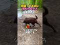 頑張ってるのに報われない犬🐕