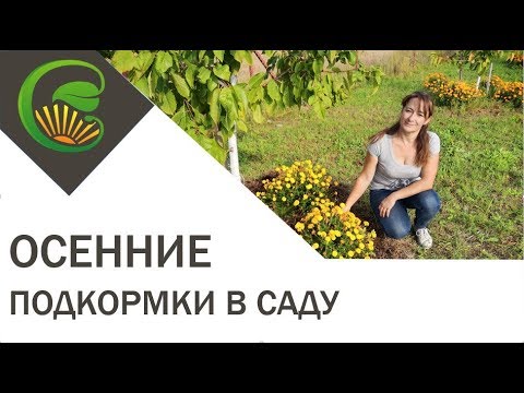 Вопрос: Зачем осенью обильно поливают яблони и плодовые кустарники?