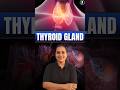 What is the Thyroid Gland? Function & Diseases Explained