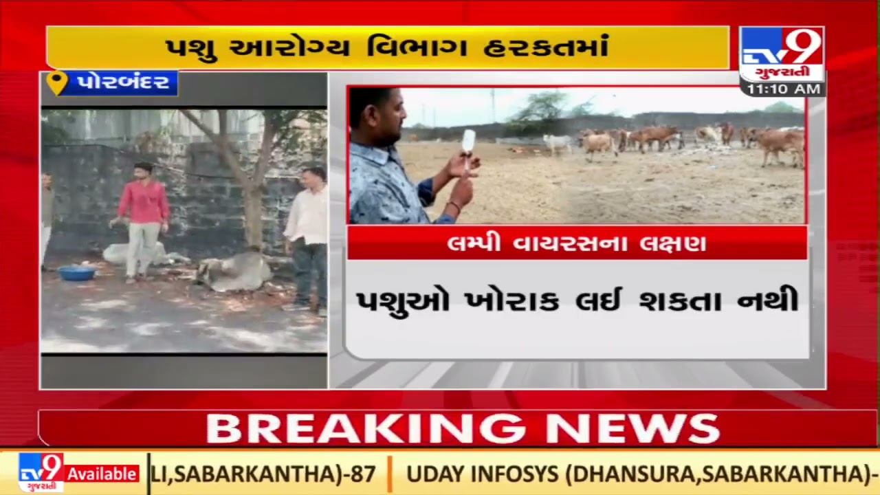 Herdsmen panic after 15 cases of Lumpy virus reported in Bhavnagar |Gujarat |TV9GujaratiNews