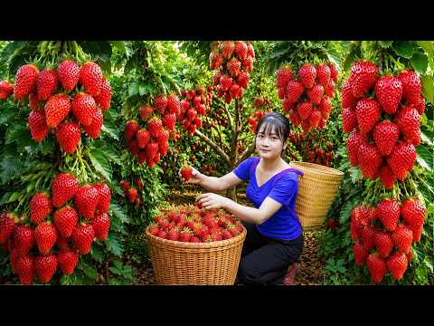 Ly Trieu Ca: Harvesting giant sweet strawberries | How to make steamed fish with beer & fruit salad