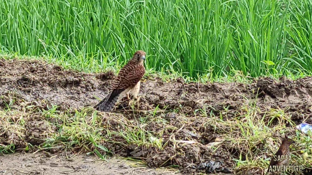 Alap-alap kestrel soaring di atas tanaman padi dan pemukiman penduduk