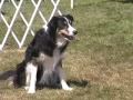 A Border Collie Running in a NADAC/MudPACK Agility Trial