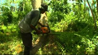 Filipino Illegal Loggers Pose Deadly Threat