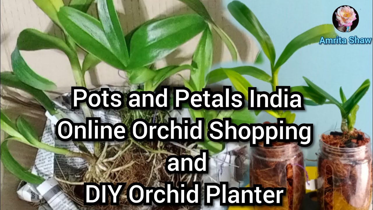 Orchid Unboxing bought online from Pots and Petals India/How to make DIY Orchid Planter 