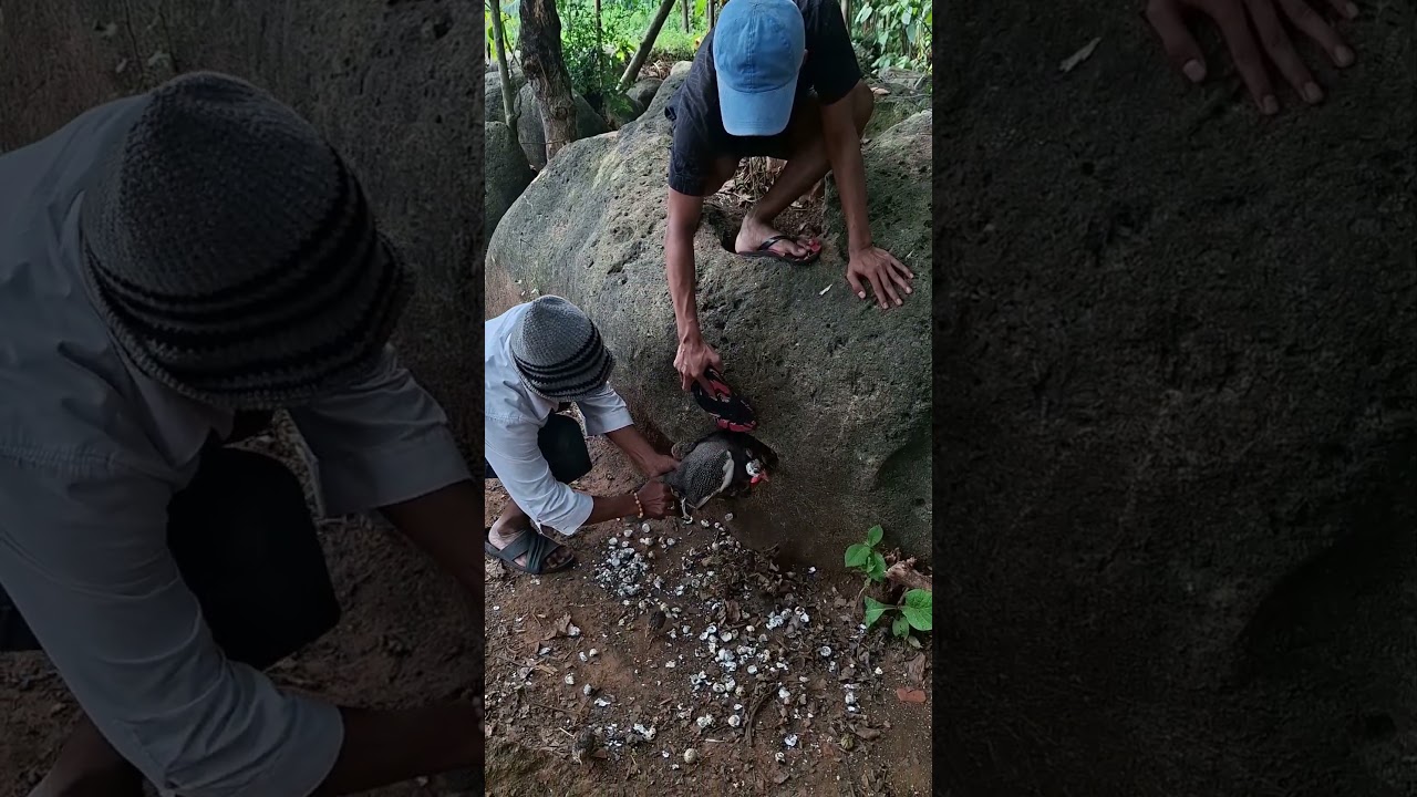 wah ayam motiaranya lagi beternak #shortvideo #fyp#viral#