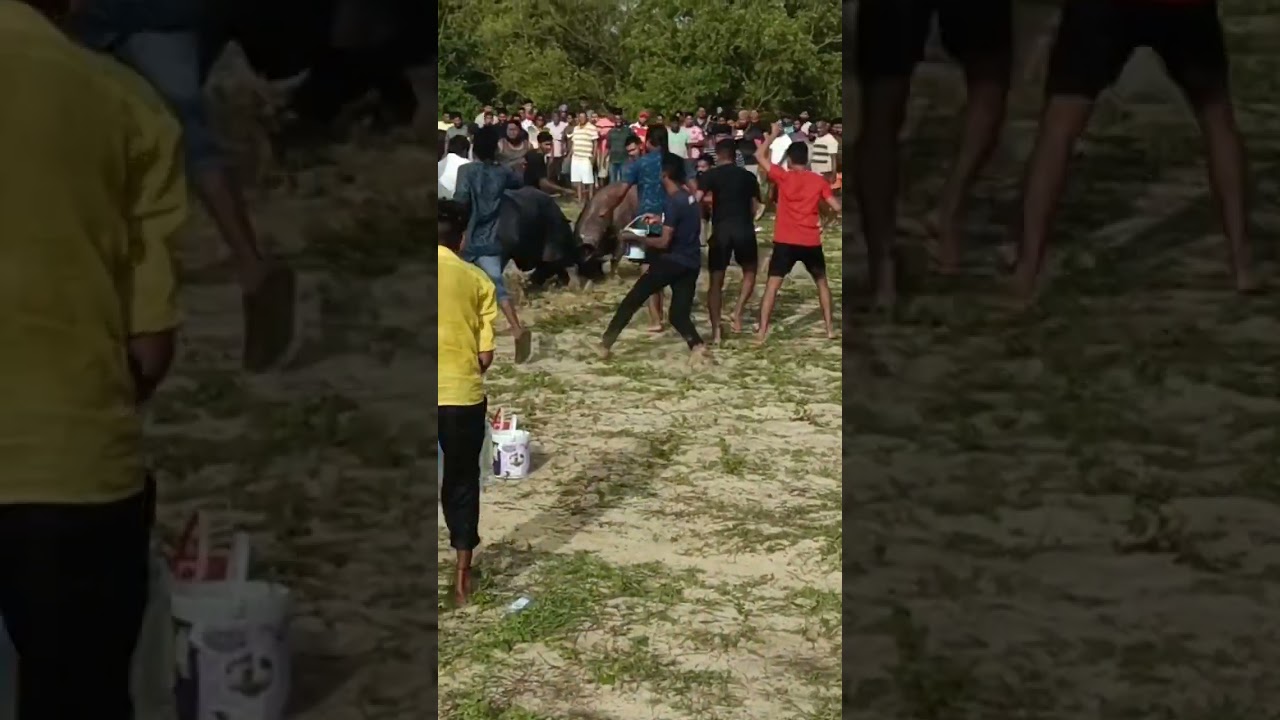 chotu vs tiger bull fight (goa)