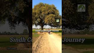 Sindh Countryside Journey Pakistan #pakistan #sindhtravel #sindh