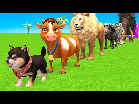 Best Long Slide Game With Cow Elephant Gorilla Hippopotamus Tiger 3dAnimal Game Funny 3d Animals