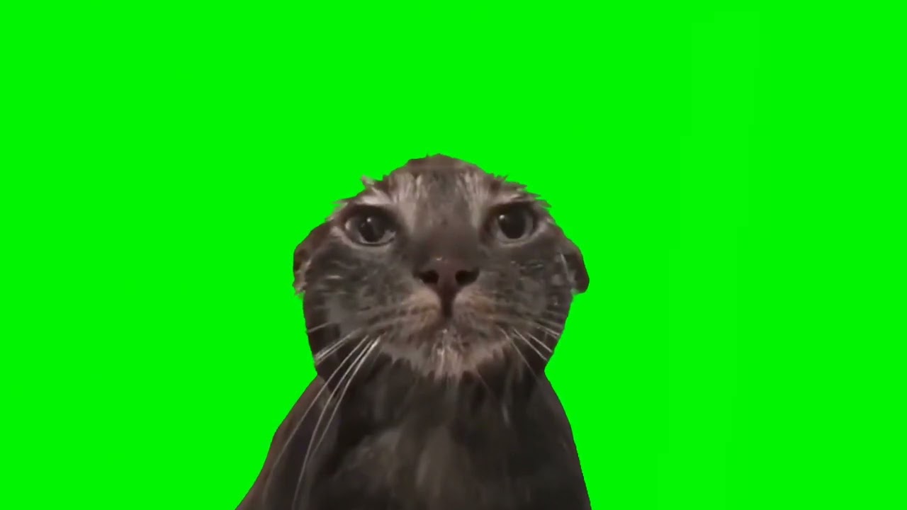 wet cat staring at the camera meme (green screen, sound 1) - YouTube