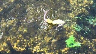 Homemade Rat SwimBait