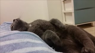 普段は狂暴だけど、めっちゃ密着して甘える灰色猫