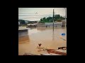 Pollo arrastrado por la inundación Lo Siento Wilson #meme #viral