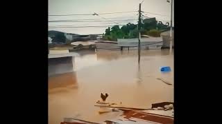 Selde Giden Tavuk Lo Siento Wilson