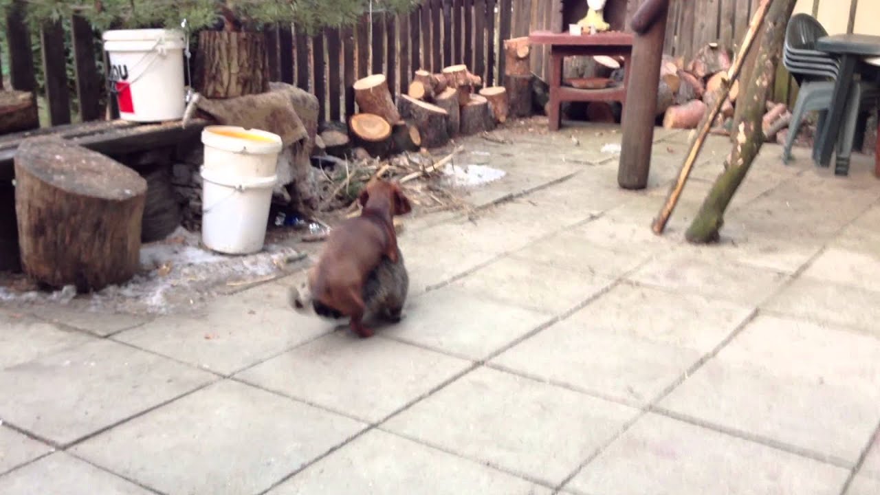 kutya és macska "barátság":))