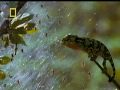 camaleon/chameleon - conceb para matar - NATIONAL GEOGRAPHIC