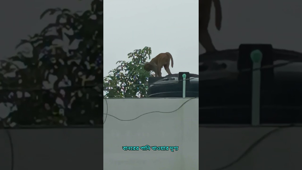 বানরের পানি খাওয়ার দৃশ্য | Monkey Drink water