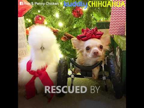 video editing software free Fluffy chicken and two-legged chihuahua are inseparable