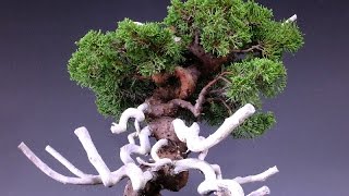 Juniperus Chinensis Sargentii Basic Care Instruction