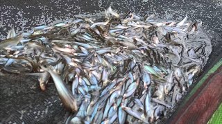 Pasukan Ikan Lais Terciduk Dalam Tabing/Selambau...