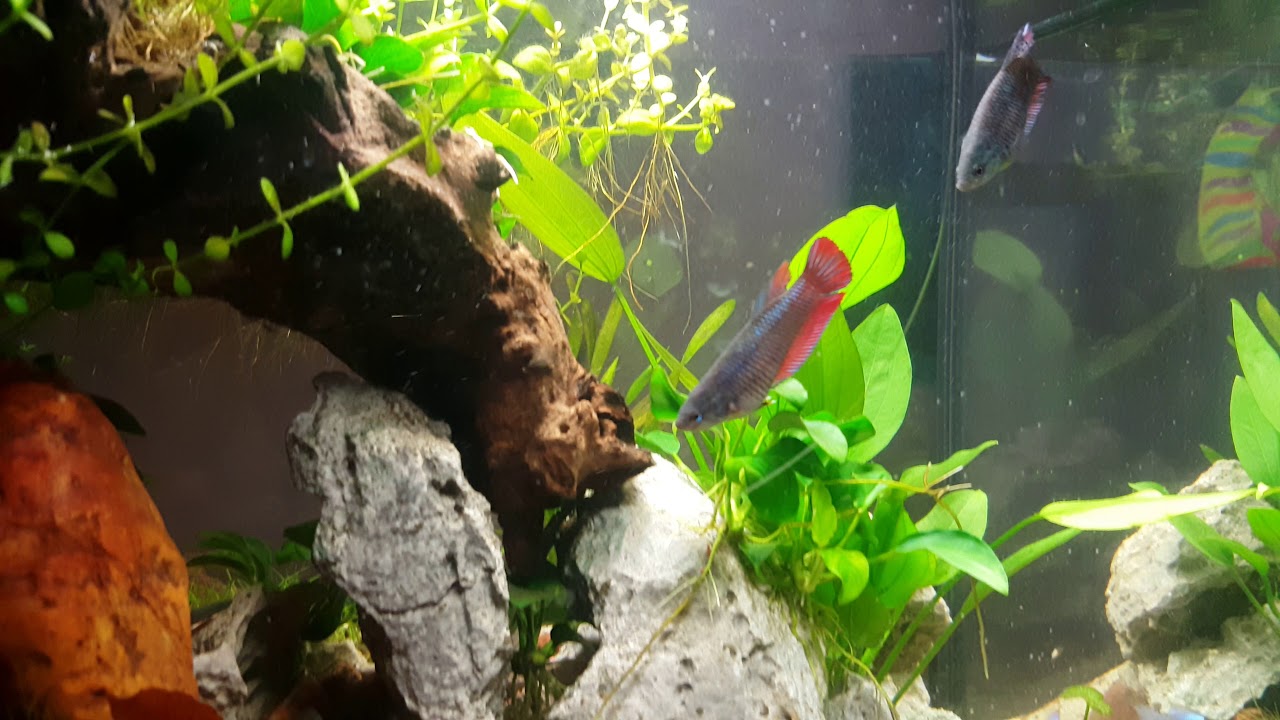 Betta Weibchen chillen mit Zwergbuntbarsch electric blue 4k YouTube