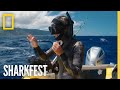 Tagging Tiger Sharks | SharkFest | National Geographic