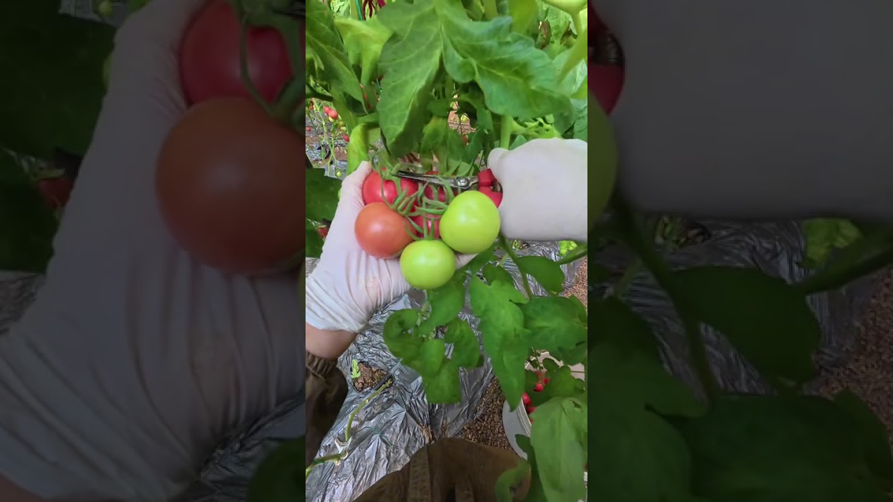 Immersive tomato cutting #Tomato#Immersive picking#Life back in the village#Record of real