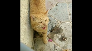 Billy 🐈 kya bol rahi hai koi batayga Cat 😺 #shorts #viral #cat